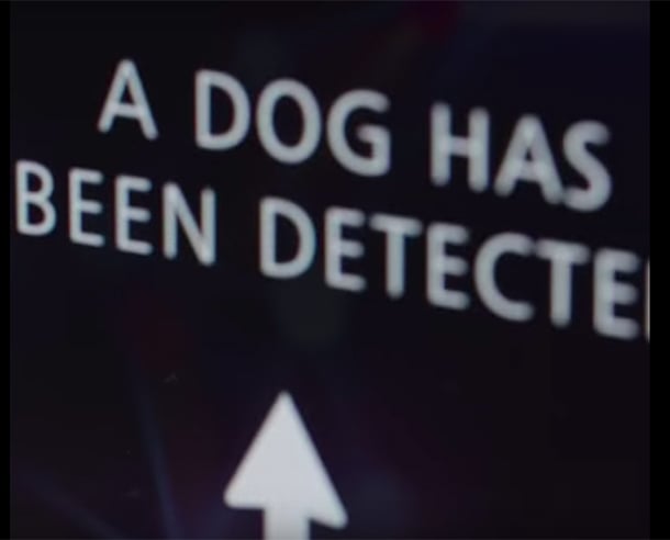 dog detected!