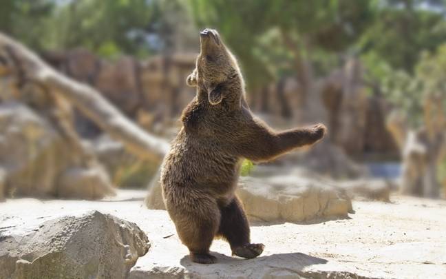 Japan will use AI to find out what bears do in the woods • The Register