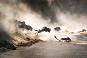 Wildebeest crossing the Mara River during the annual great migration between Tanzania and the Masai Mara in Kenya.