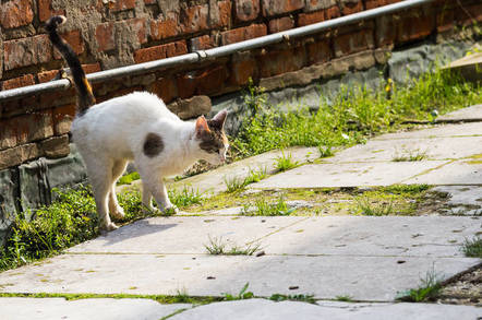 Cat marking its territory