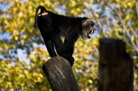 Baboon screeching on log