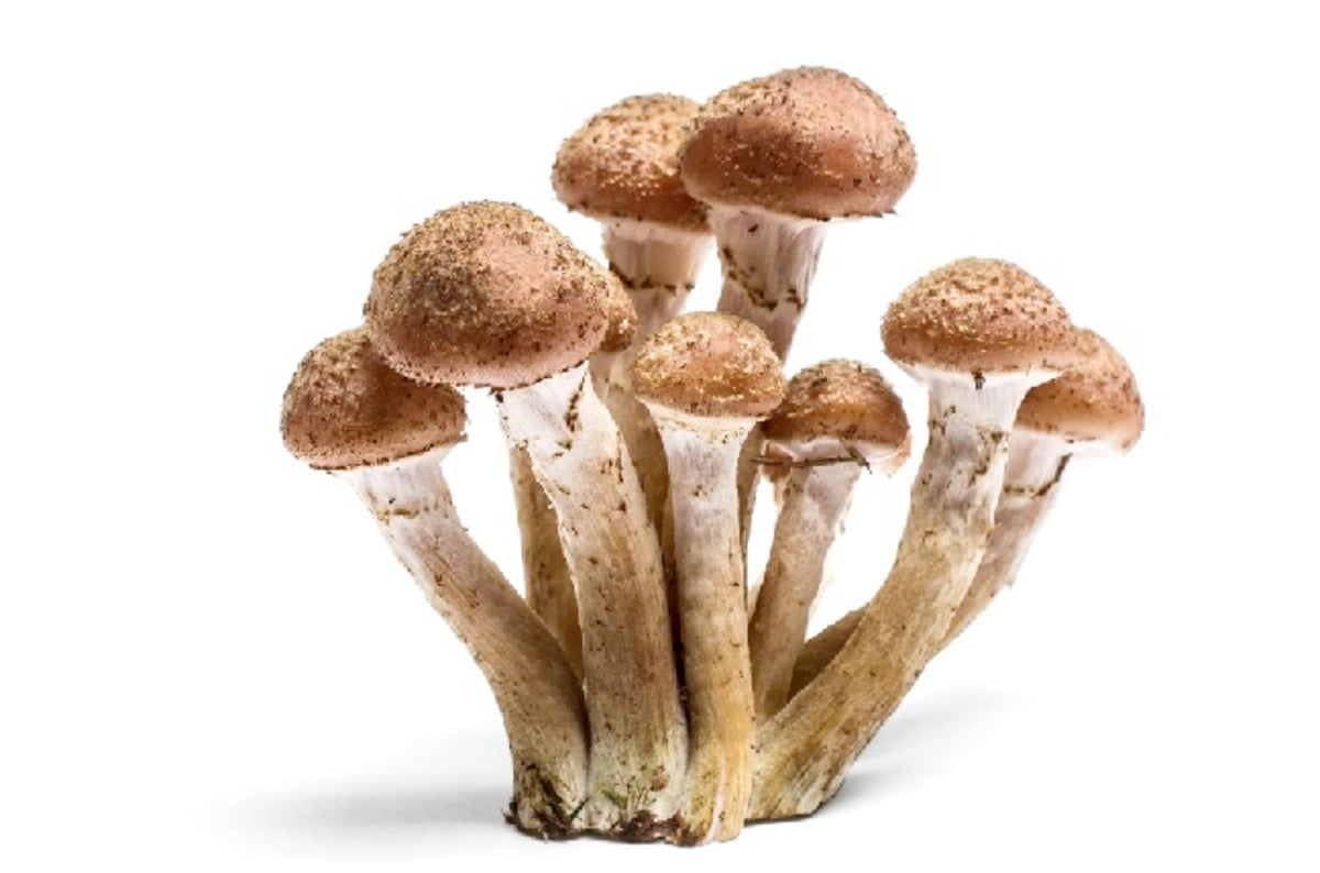 NASA fungus problem puts theory of 'Martian mushrooms' on ...