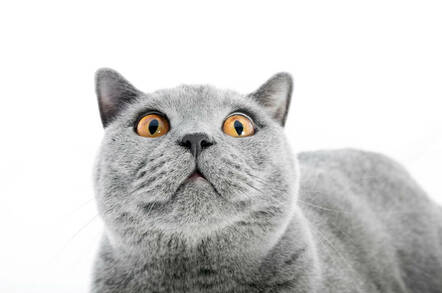 A surprised cat