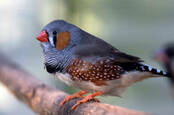 zebra_finch