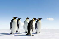 Five emperor penguins