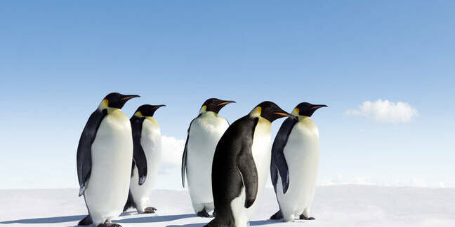Five emperor penguins