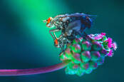 fruit_flies_shutterstock