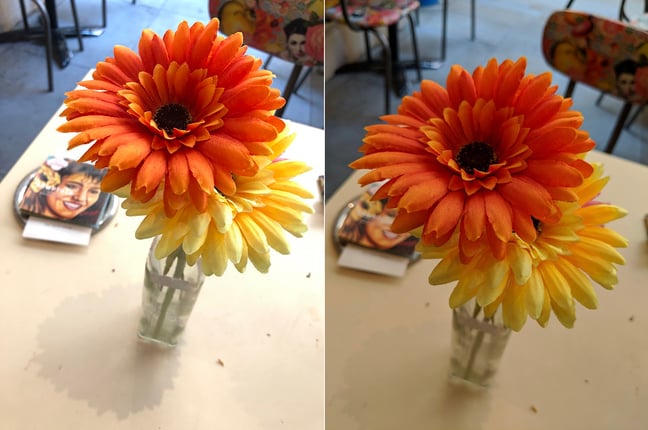 iPhone 8Plus v Pixel 2 comparison - sunflower