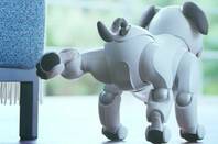 Aibo robot dog relieving itself on a chair, adorably