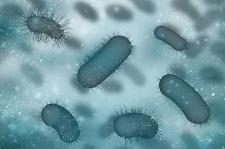 salmonella