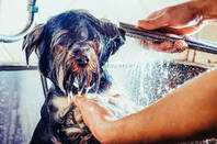 Yorkie dog washed and treated for fleas by owner