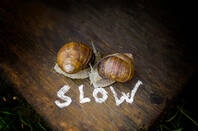 Couple of slow-coach snails