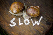Couple of slow-coach snails