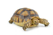 Shutterstock Turtle