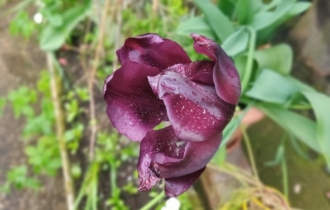 OnePlus 6 Flower bokeh (Cropped)