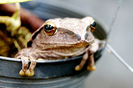A frog in a garden plant pot