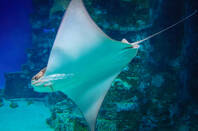 A stingray