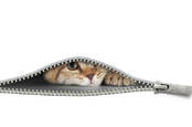 A cat peering through a zipper