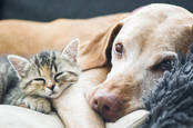 dog and cat cuddle up 