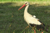 stork