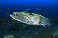 Barracuda swimming near school of fish