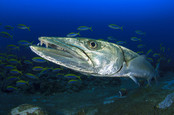 Barracuda swimming near school of fish