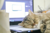 Cat sleeps on laptop