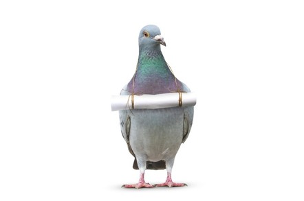 Pigeon with note attached