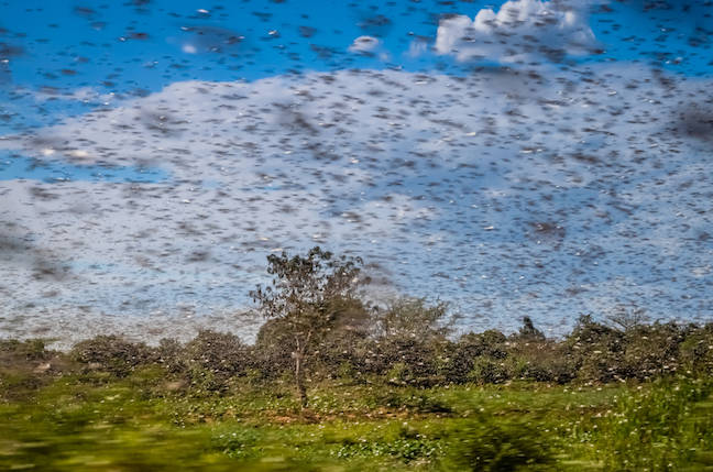 Door-opening insect mega-swarm emerges in Eastern US, descends on Washington DC