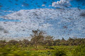 Locust swarm - Shutterstock