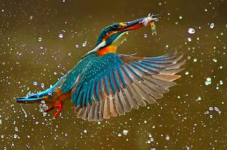 A kingfisher bird