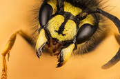 wasp