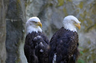 two tired-looking American bald eagles - with hooded eyes