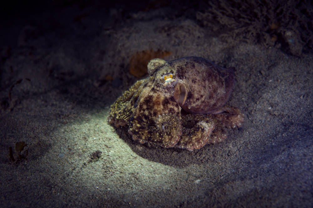 photo of Got any ecsta-sea? Boffins get octopuses high on MDMA – for science, duh image