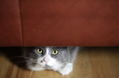 Cat under sofa