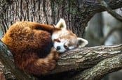 Firefox (red panda)