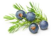 Juniper berries - Shutterstock - Valentina Razumova