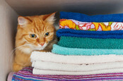 cat sits on clean folded laundry