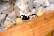 Western Black Widow Spider (Latrodectus hesperus) with two of its egg sacks on a wooden board