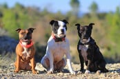 Three Staffordshire bull terriers