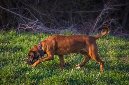 A bloodhound following a scent