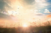 Birds flying across meadow in autumn sunrise