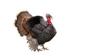 Shutterstock image of a turkey