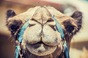 A camel, because there's no YAML image