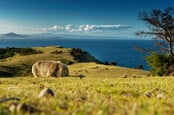Wombat General in the Tasmanian scenery