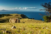 Common Wombat in the Tasmanian scenery