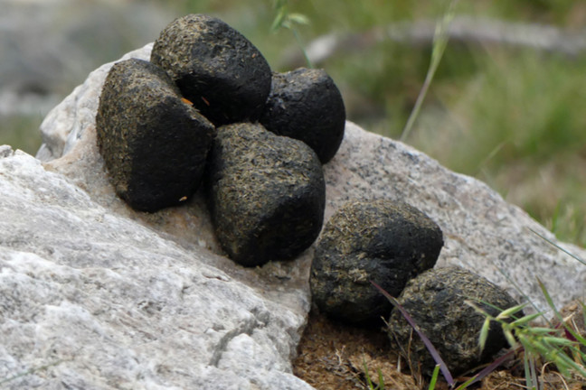 Wombat Poo, Cradle Mountain - Lake St Clair National Park, Tasmania, Australia