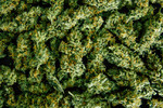 Cannabis buds
