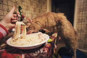 A cat eating a bowl of spaghetti