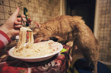 A cat eating a bowl of spaghetti